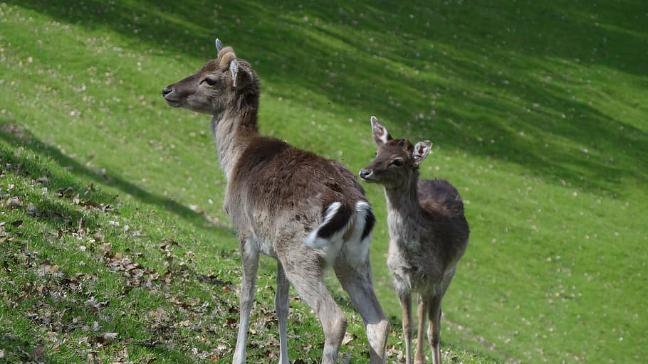 roe deer, forest, antler, fallow deer, animal, hirsch, nature HD wallpaper