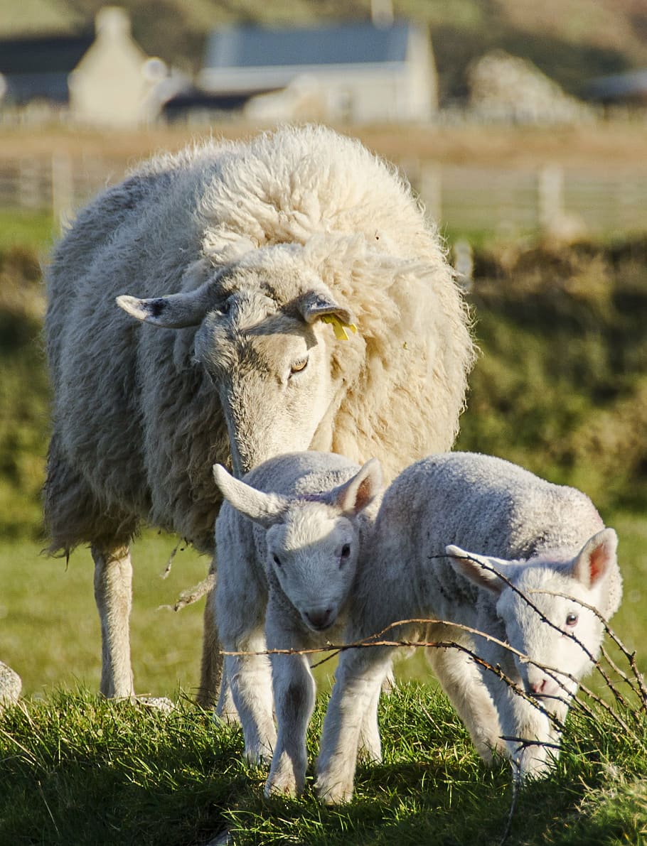 sheep, lamb, spring, agriculture, wool, livestock, green, grass HD wallpaper