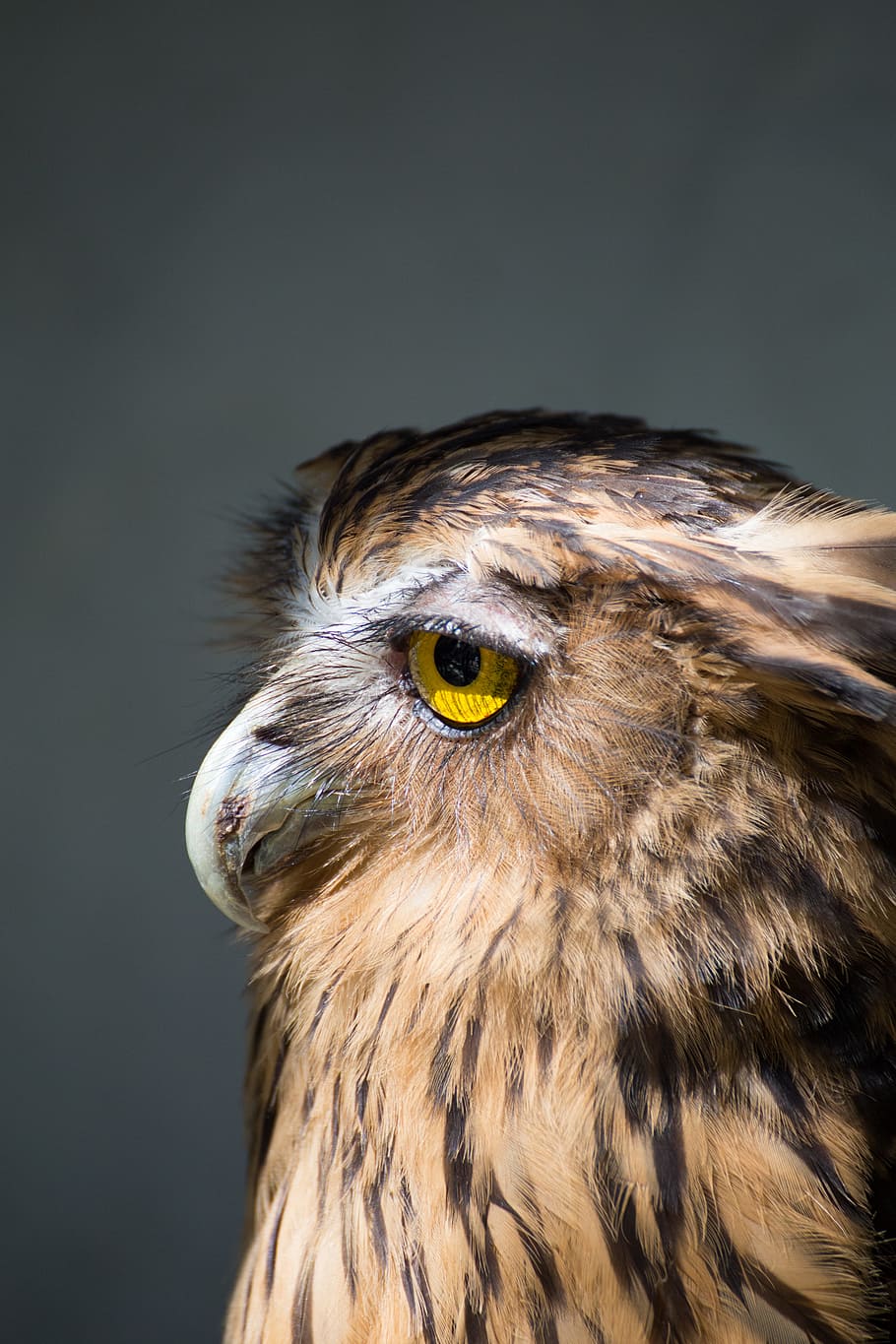 brown American bald eagle photo, close photo of brown and black owl HD wallpaper