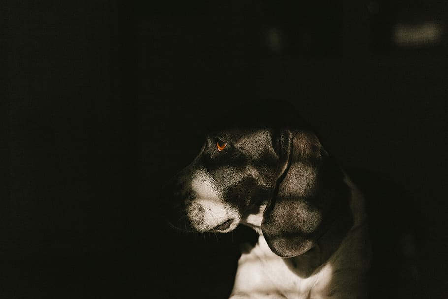 black and white dog inside dim-lighted room photo, white and black basset hound HD wallpaper
