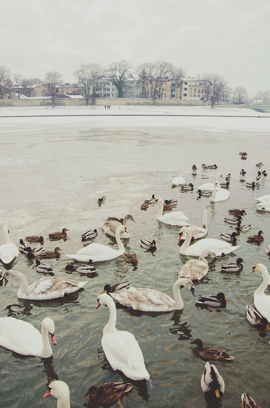 bird, beak, feather, animal, duck, lake, snow, winter, cold HD wallpaper
