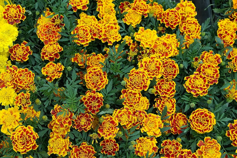 Marigold, Flower, Spring, Yellow, freshness, flower head, growth HD wallpaper