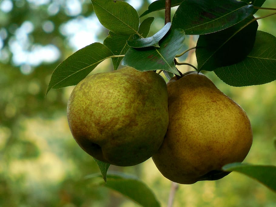 selective focus photo of oval fruits, pair, pears, two, fresh, HD wallpaper