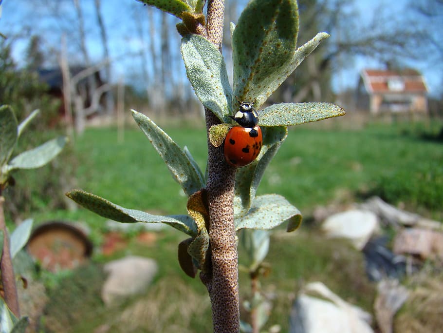 ladybug, insect, nature, beetle, summer, animals, insect species HD wallpaper