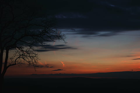 tree, mysterious, shadow, forest, landscape, sky, silhouette HD wallpaper