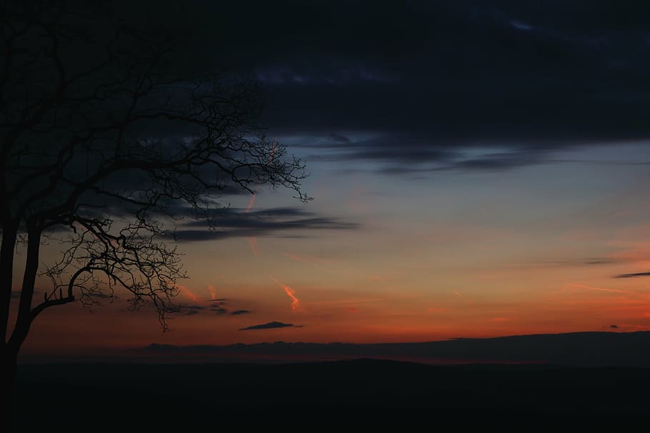tree, mysterious, shadow, forest, landscape, sky, silhouette HD wallpaper