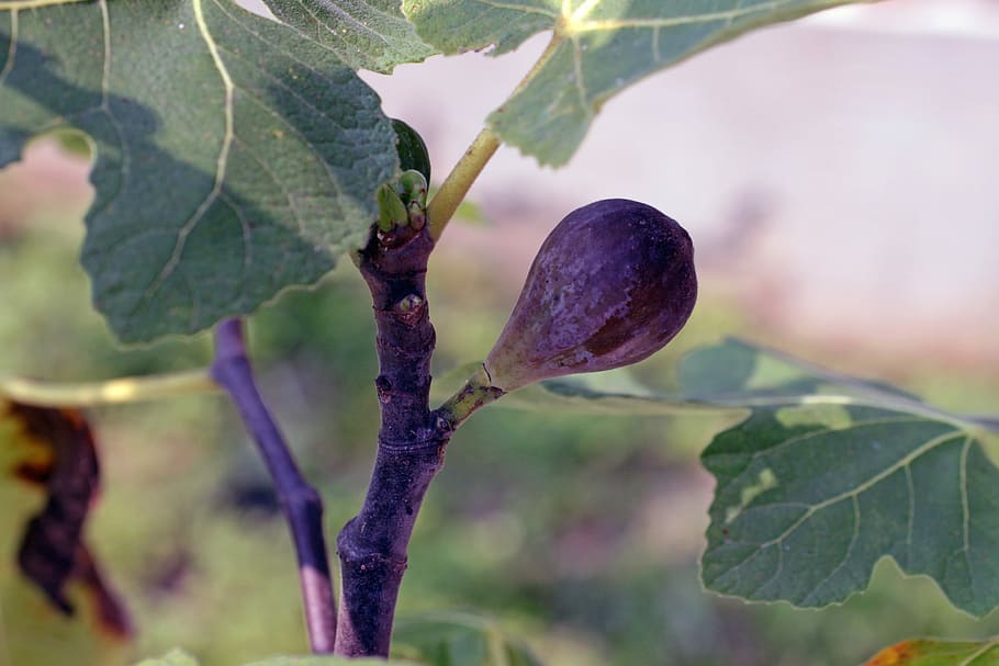 Fig, Fruit, Purple, Tree, Leaves, Leaf, summer, natural, sun HD wallpaper