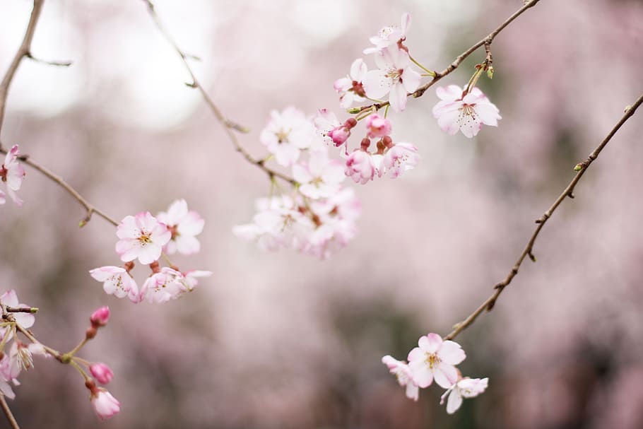 pink, flower, bloom, blossoms, tree, outdoor, nature, garden HD wallpaper