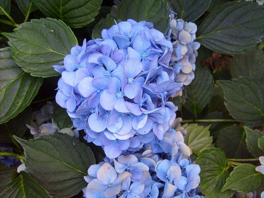 hydrangea, blue, purple, flower, bloom, floral, blossom, leaves HD wallpaper