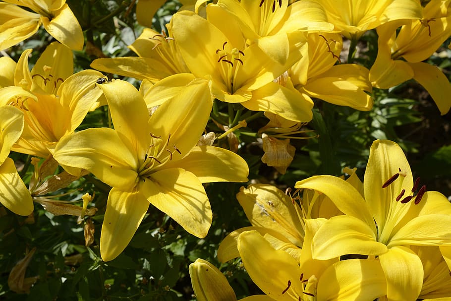 close-up photo of yellow petaled flowers, lily, blossom, bloom HD wallpaper