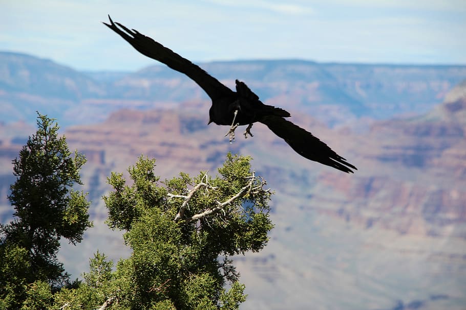 black bird on flying over the tree, black eagle flying over green leaves tree HD wallpaper