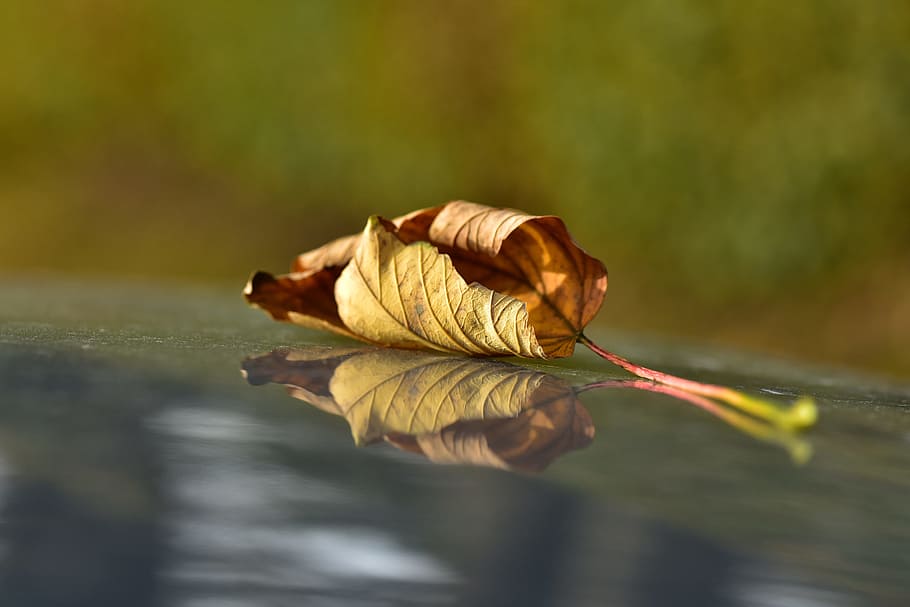 Leaf, Withered, Dry, autumn, fall foliage, mood, rest, nature HD wallpaper