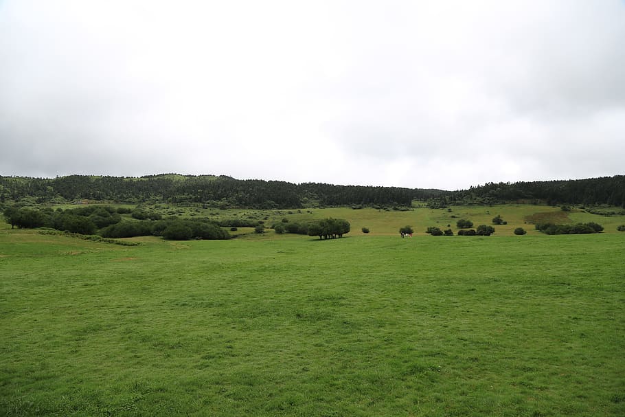 prairie, grassland, empty, environment, landscape, plant, sky HD wallpaper