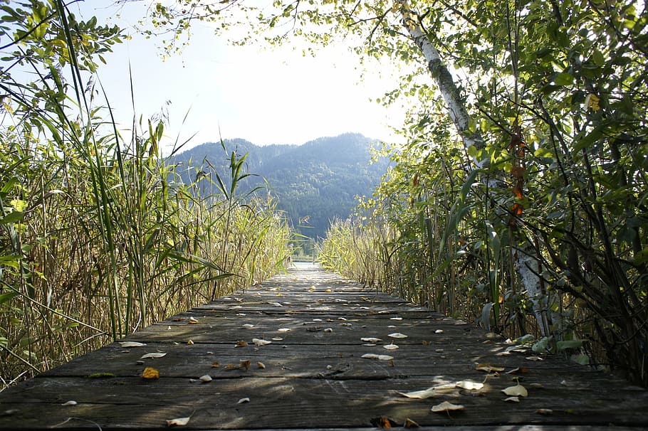 lake, web, water, nature, landscape, waters, plant, the way forward HD wallpaper