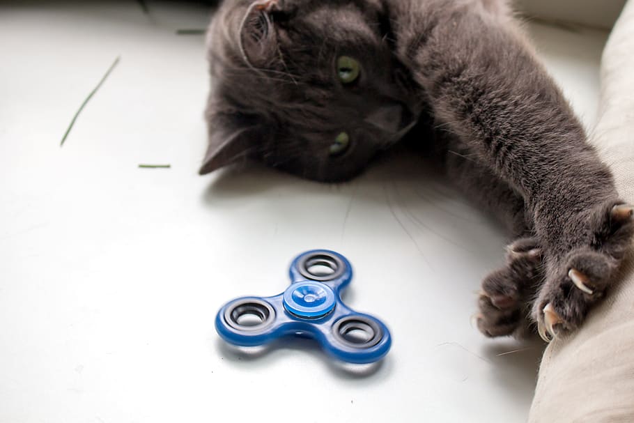 spinner, cat, toy, the top, grey, home, domestic cat, domestic animals, HD wallpaper