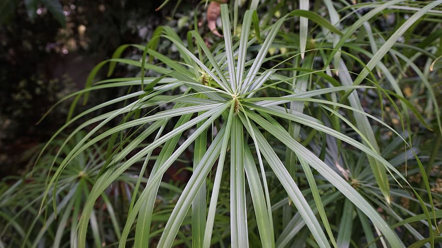 plant, leaf, outdoors, garden, green, nature, growth, green color HD wallpaper