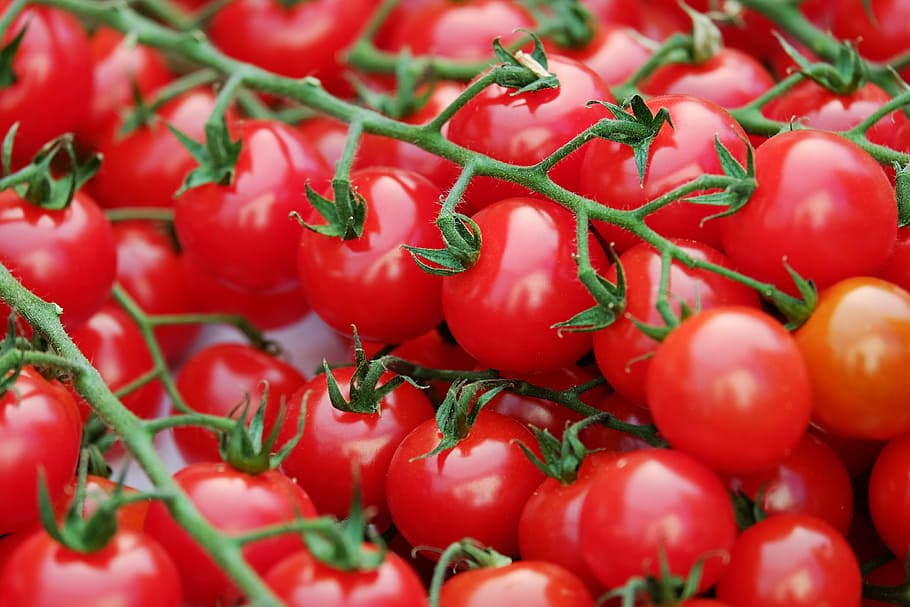 tilt shift lens photo of round red fruits during daytime, trusses HD wallpaper