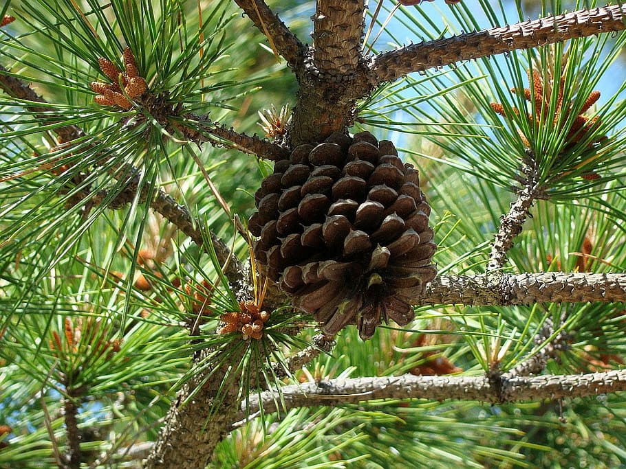 tree, pine, cone, branch, flora, coniferous, nature, fruit HD wallpaper