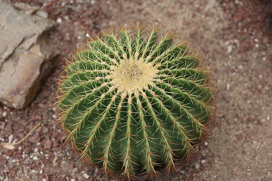 cactus, green, have thorns, desert, nature, succulent Plant HD wallpaper