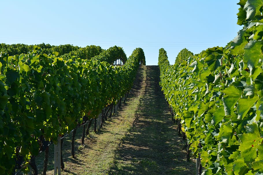 vineyard, wine, greece, winery, grape, grapevine, naoussa vineyards HD wallpaper