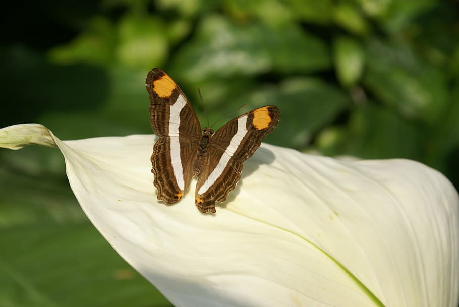 butterfly, insect, nature, spring, wing, park, garden, animal HD wallpaper