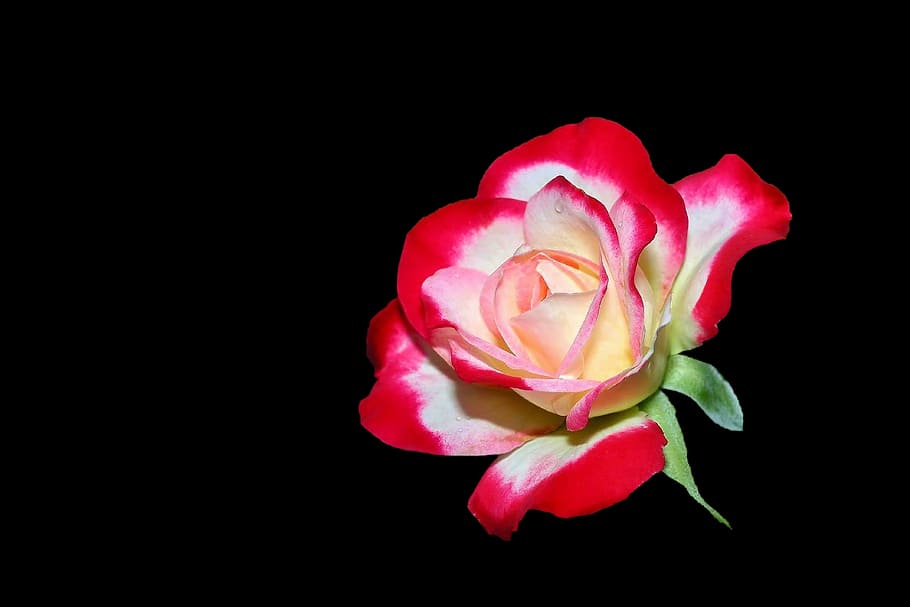 Featured image of post Black White And Red Rose Wallpaper Find the best black and white rose wallpaper on wallpapertag