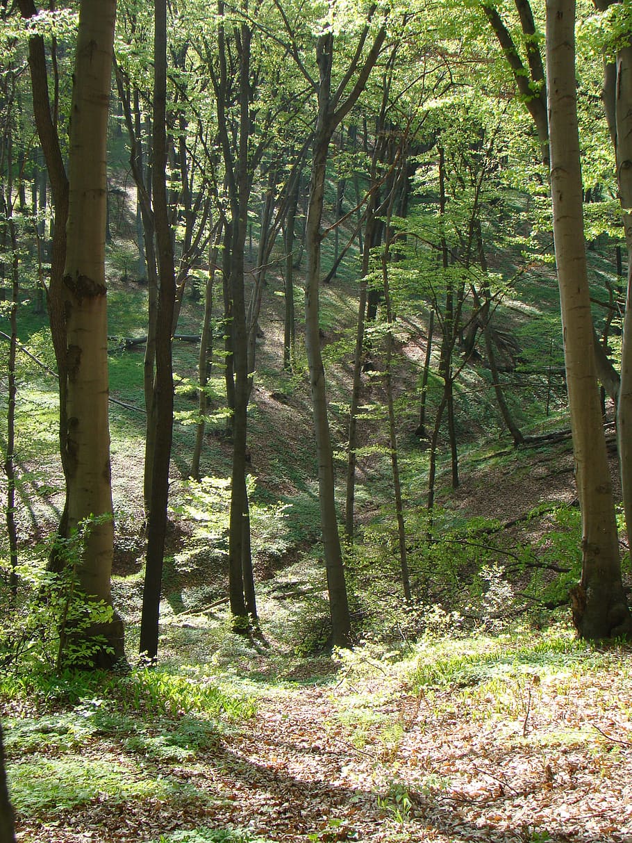 gorge, dolinka, forest, valley, cliff, nature, tree, plant HD wallpaper