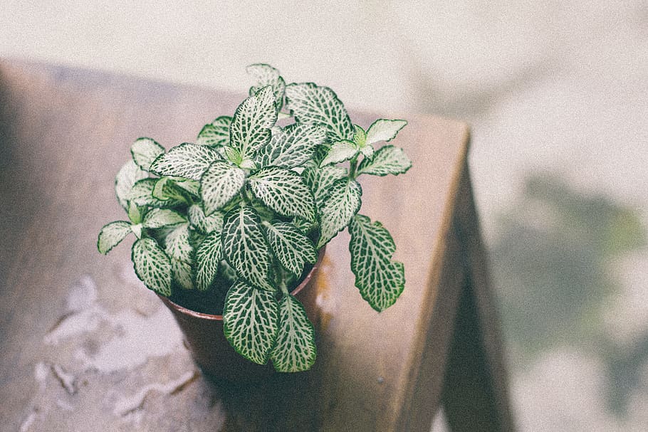 Green Leaf Plant on Brown Pot Above Wooden Table, beautiful, blur HD wallpaper