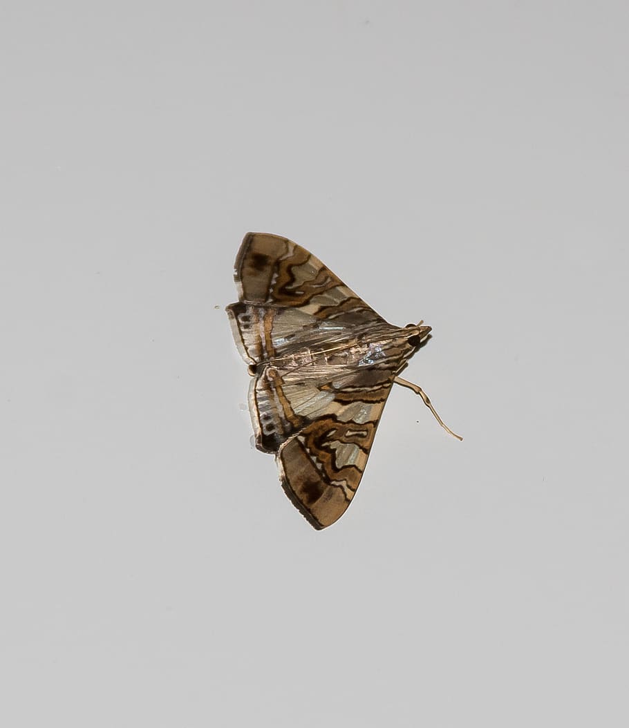 moth, insect, brown, pattern, wild, wing, queensland, australia HD wallpaper