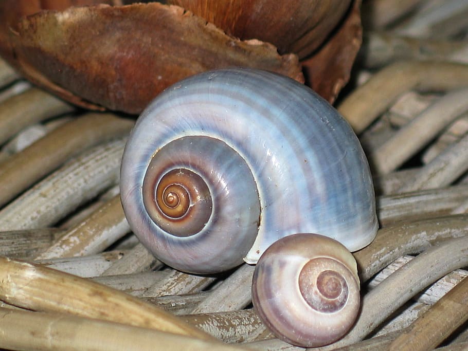 Deco, Shell, Snail, Housing, Maritime, decorative, decoration HD wallpaper