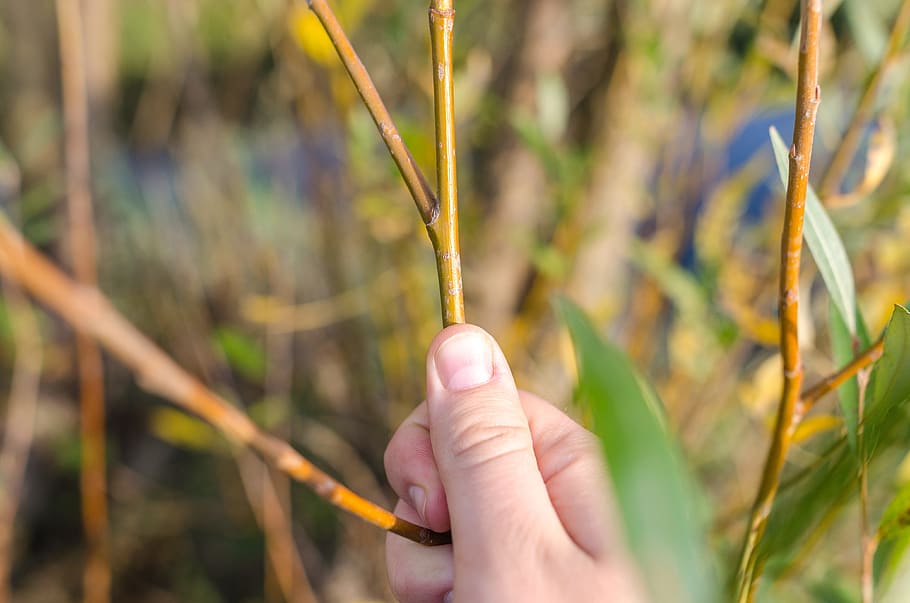 willow, nature, plant, spring, tree, hand, growth, green, branch HD wallpaper