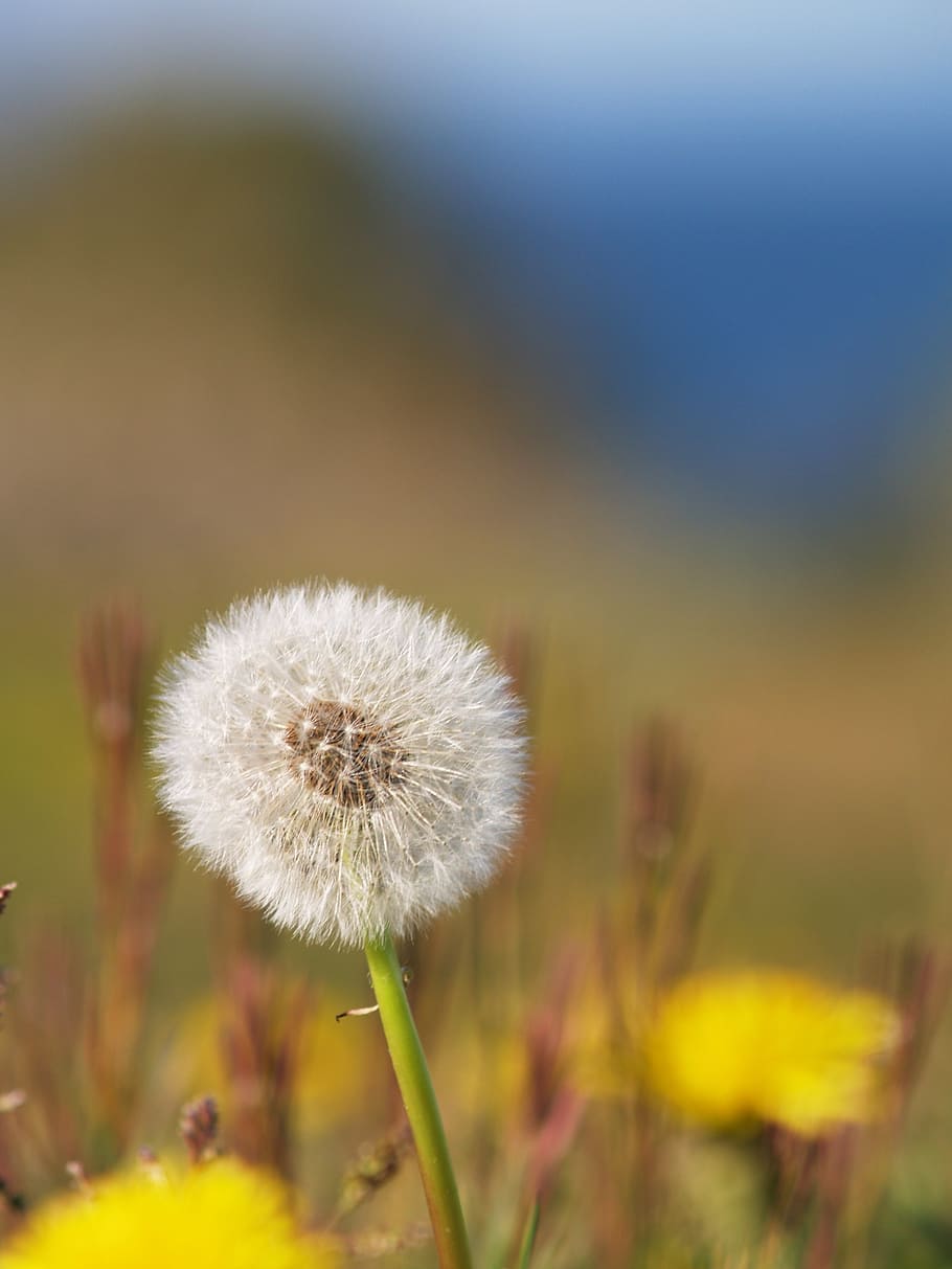 sweden, summer, yellow, flowers, nature, swedish, swedish summer, HD wallpaper