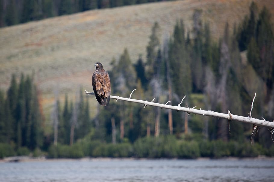 bald eagle, immature, young, perched, lake, wildlife, nature HD wallpaper