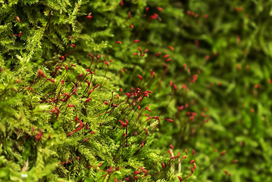 Moss, Green, Nature, green color, growth, plant, outdoors, no people HD wallpaper
