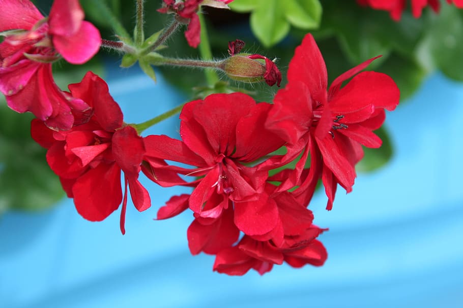 hanging geranium, red, blue, flower, summer, plant, green, outdoors HD wallpaper