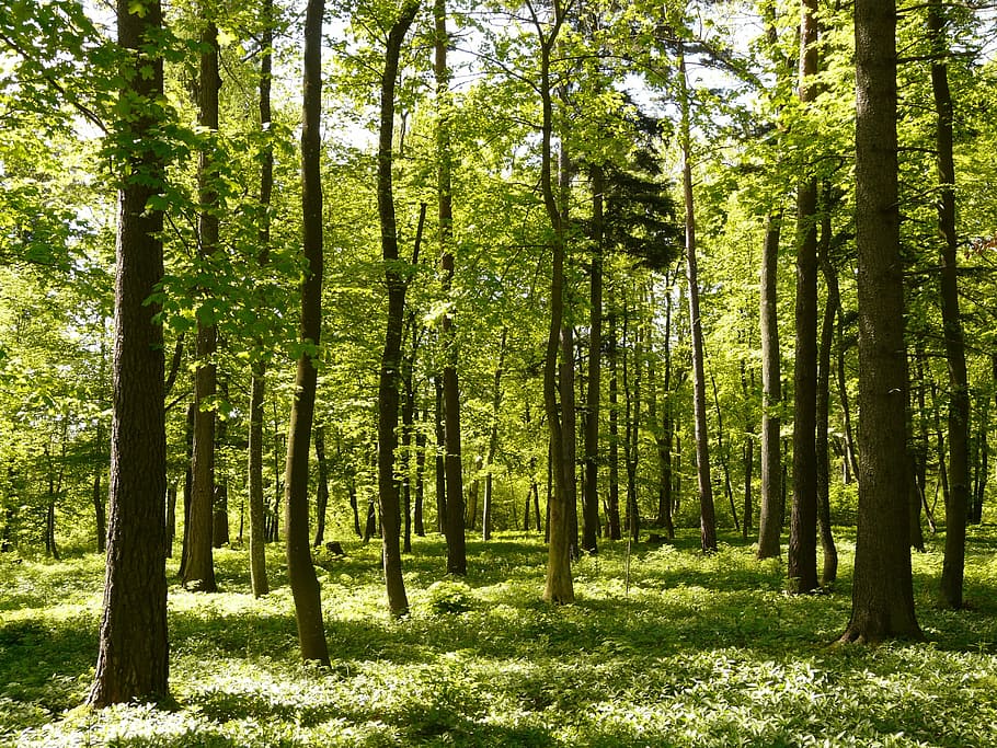 green forest photo, Spring, Sunlight, Fresh, Tree, trees, leaves HD wallpaper