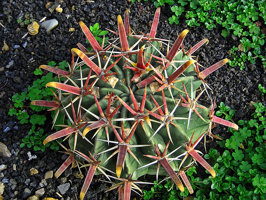 Captus, Plant, Garden, nature, cactus, thorn, green Color, close-up HD wallpaper