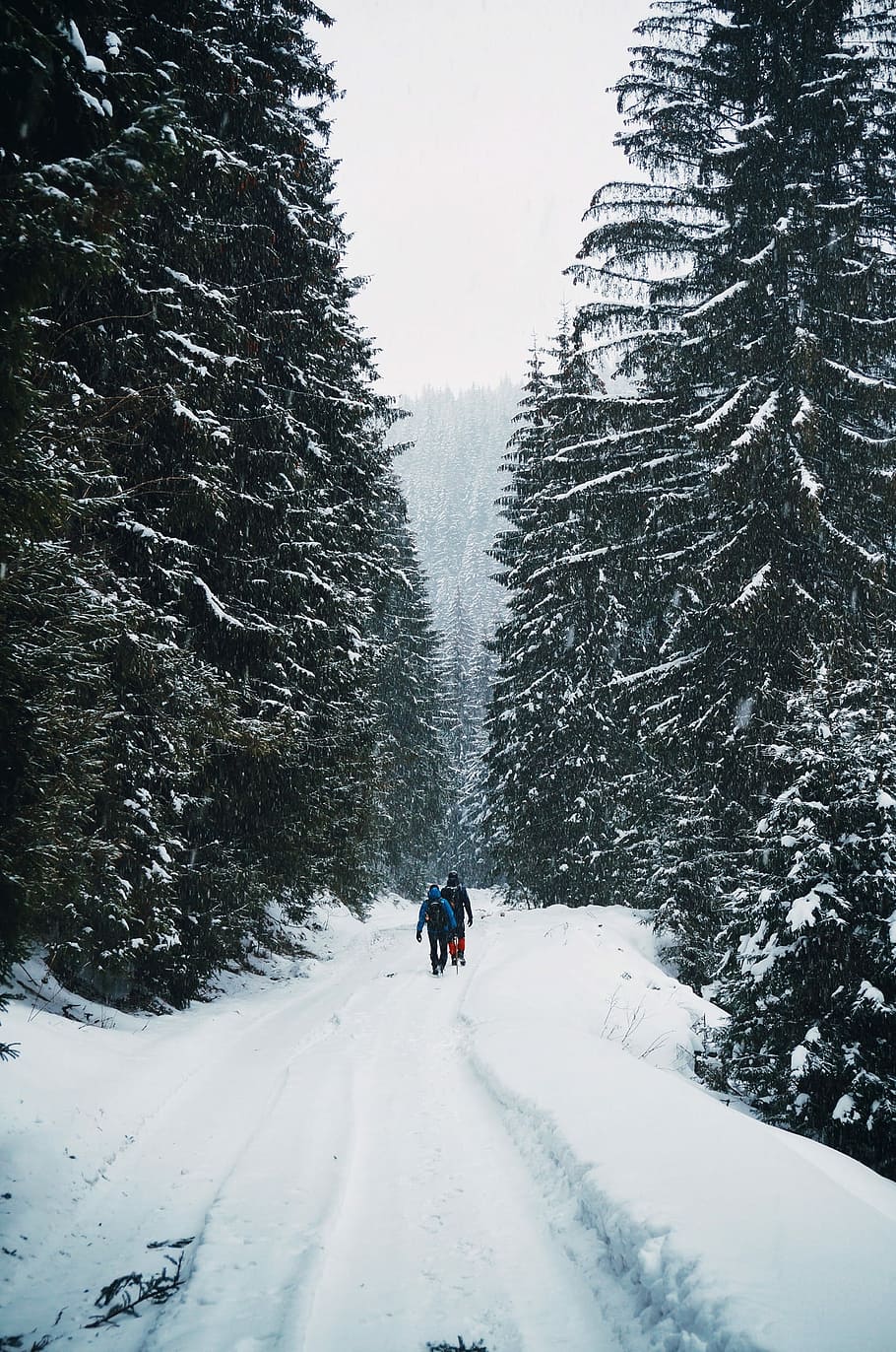 two person walking on snow-covered road in middle of forest, two person walking on the snow in the middle of pine trees