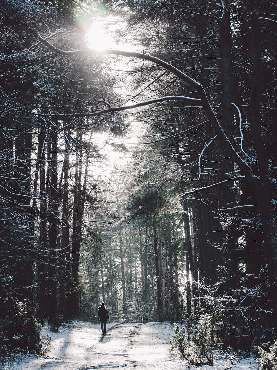 person walking in the middle of forest, path, nature, park HD wallpaper
