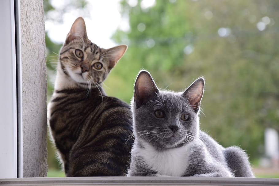 two gray and black cats beside white wall, animals, portrait HD wallpaper