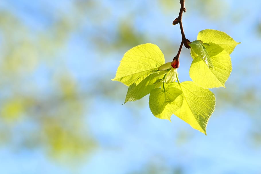 foliage, spring, nature, green, plant part, leaf, yellow, close-up HD wallpaper