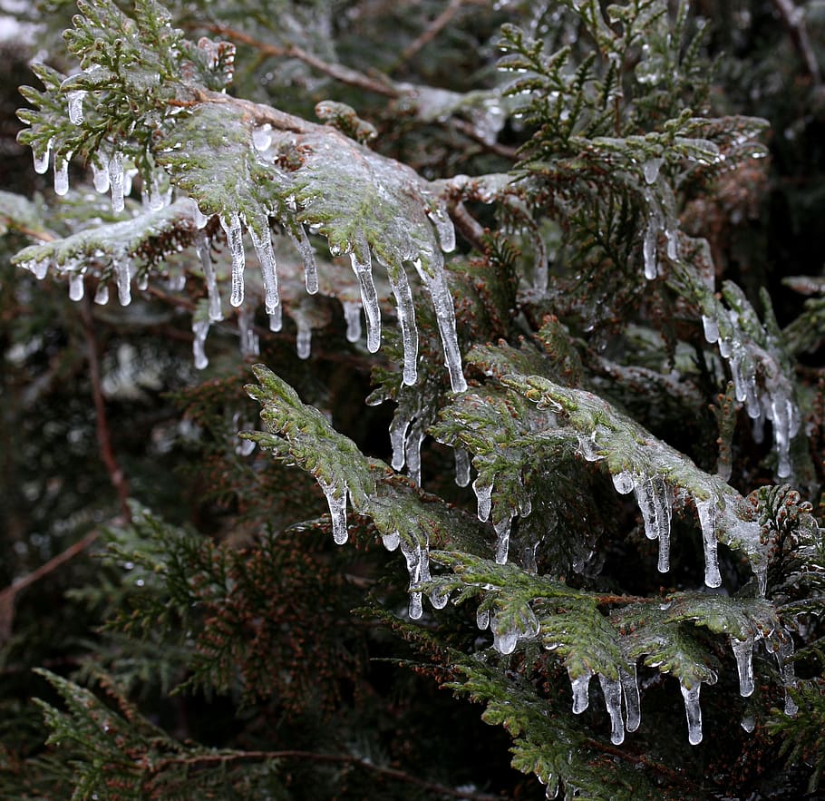 casey, frozen, ice, winter, tree, plant, cold temperature, nature HD wallpaper