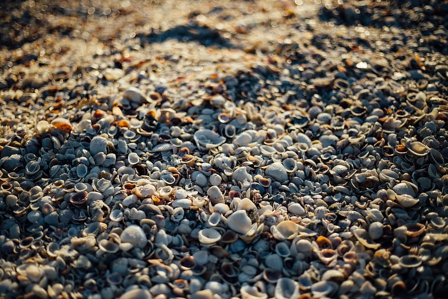 white sea shells on soil, tilt, shift, photo, beach, sand, rocks HD wallpaper