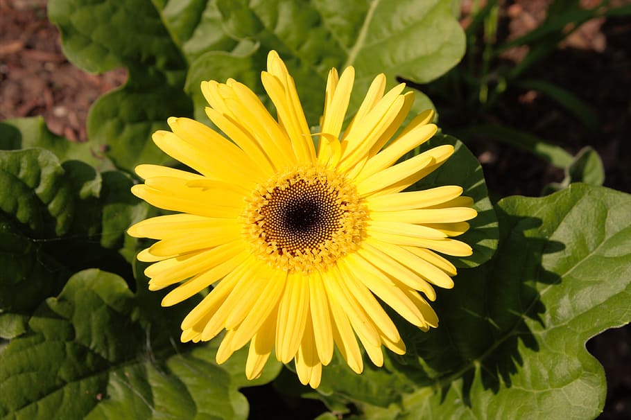 Flower, Nature, Spring, Natural, Summer, plant, green, floral HD wallpaper