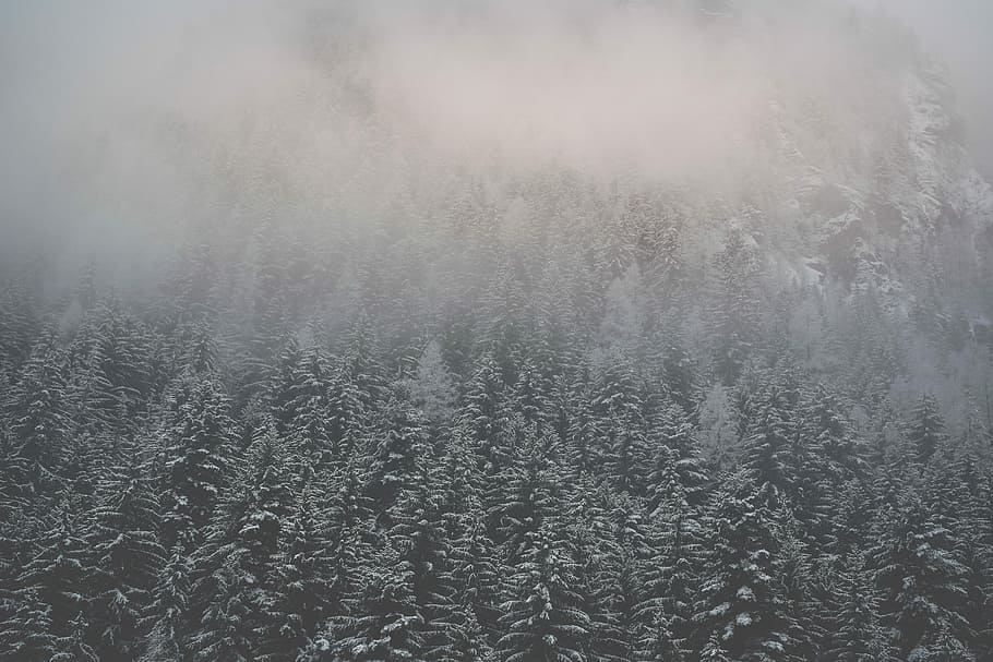 aerial photography of foggy forest, landscape photography of green trees HD wallpaper