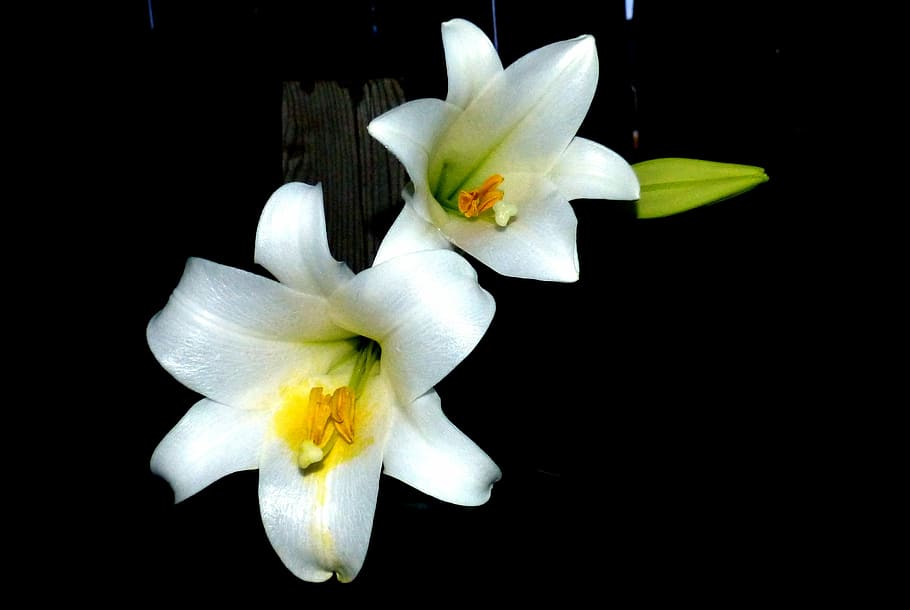Flower, Easter, Lilly, Blossom, White, easter lilly, elegant HD wallpaper