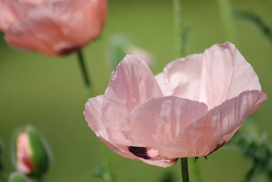 HD wallpaper: poppy, pink, pink poppy, nature, plant, flower, pink