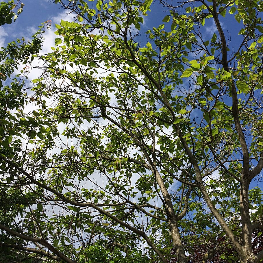 spring, yesil tree, sky, nature, green, plant, body, sunlight HD wallpaper