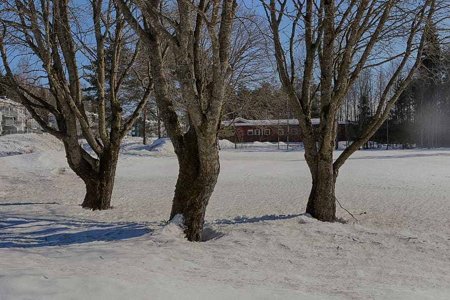 tree, winter, landscape, snow, nature, cold temperature, bare tree HD wallpaper