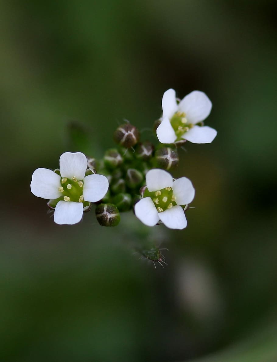 flower, white, small, wild, camp, flowering plant, vulnerability HD wallpaper